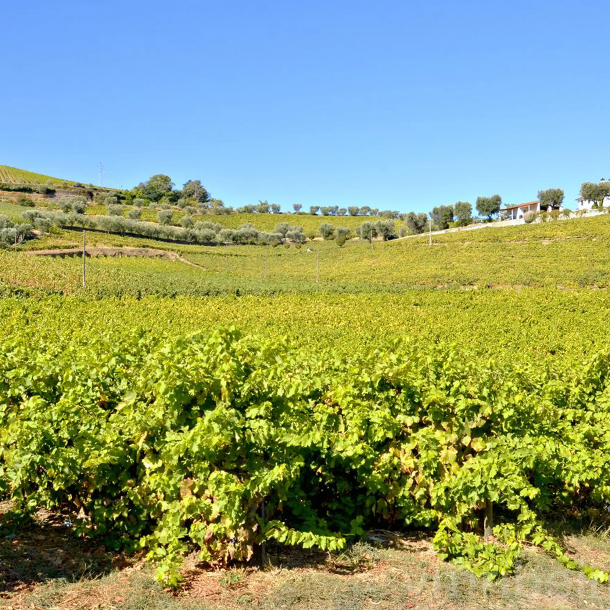 wine-tour-01